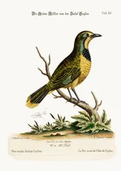 De Groene Pye van het Eiland Ceylon, 1749-73